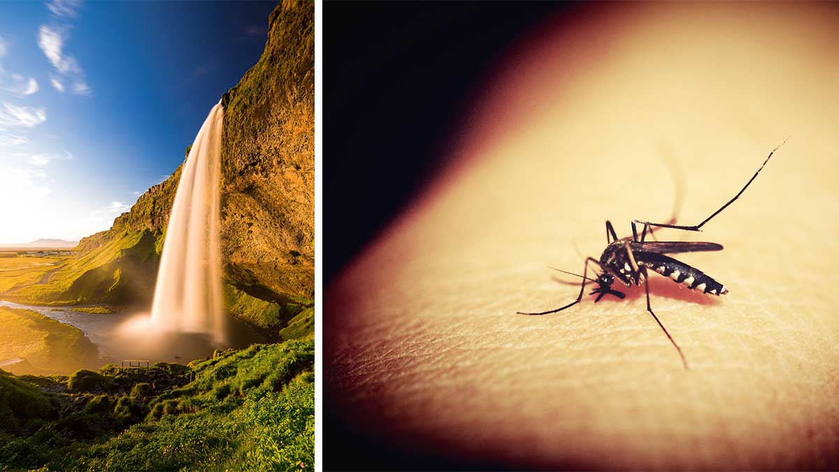 Єдина країна в світі, де немає комарів