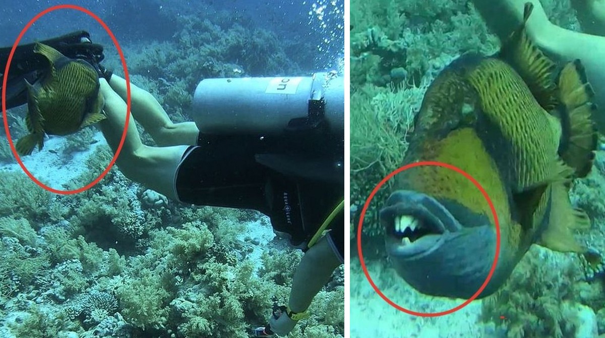 У Шарм-ель-Шейху моторошна коралова риба з людськими зубами напала на туриста, відкусивши шматок ноги