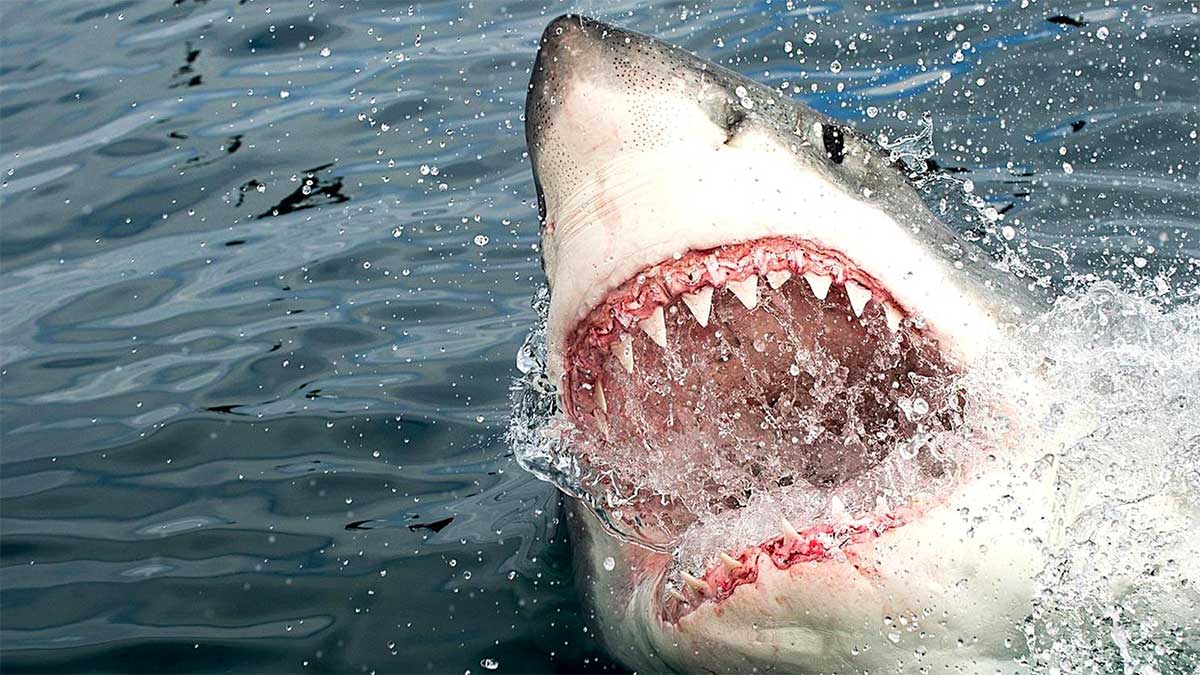 В Австралії чоловік помітив гігантську акулу і спас відпочиваючих