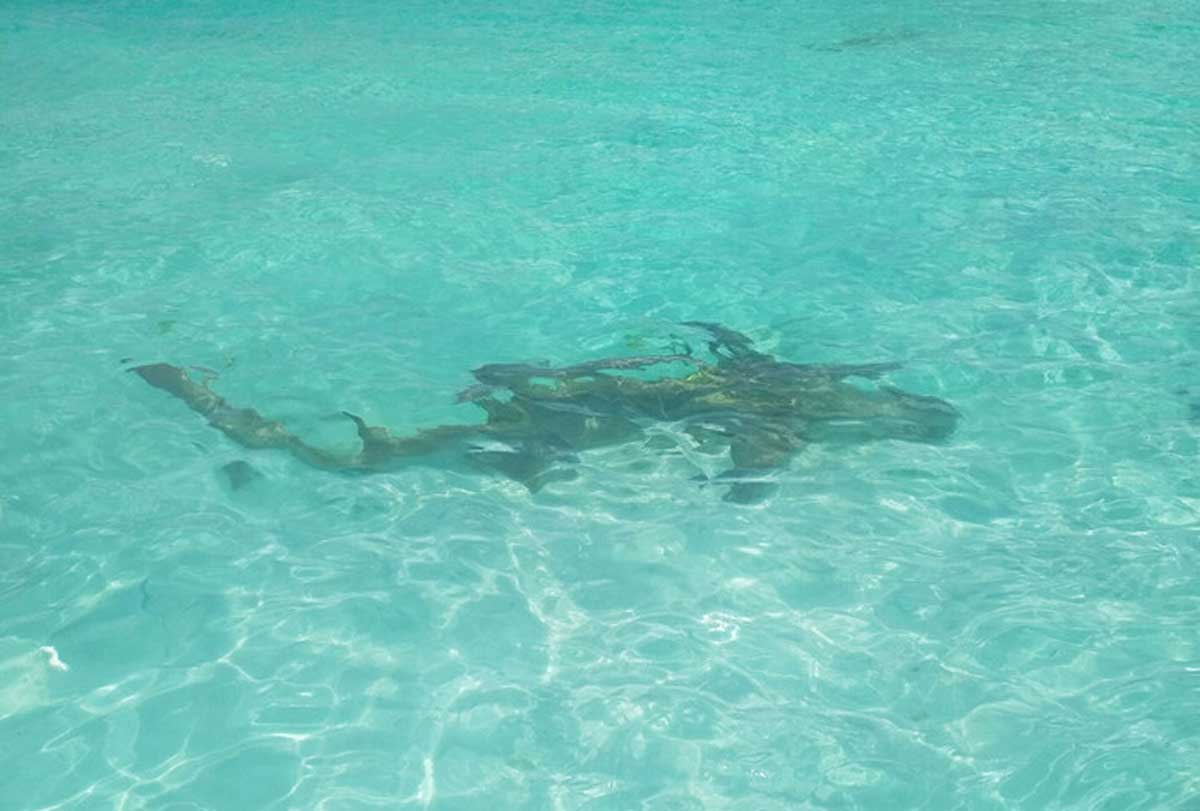 Чотирьохметрову мертву акулу виявили на іспанському пляжі