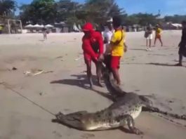 На Балі величезний крокодил плавав біля туристів на пляжі.