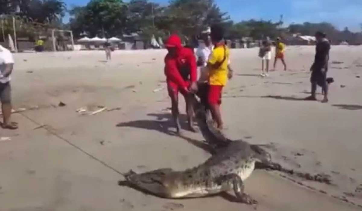 На Балі величезний крокодил плавав біля туристів на пляжі.