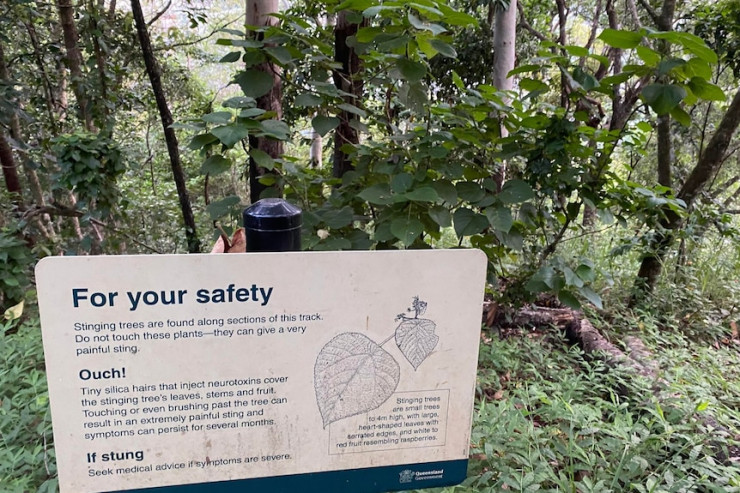 The most poisonous tree poisoned a tourist in Australia