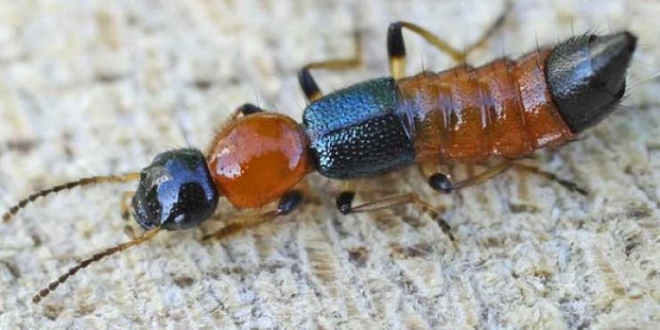 A tourist showed the consequences of an insect bite in Bali