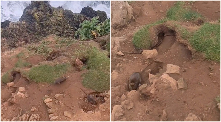 Giant rats flooded the popular beach and began to terrorize tourists