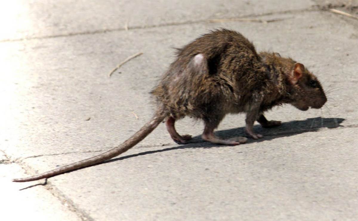 Пацюки розміром із кішку захопили Британський курорт, посіявши жах і паніку у туристів