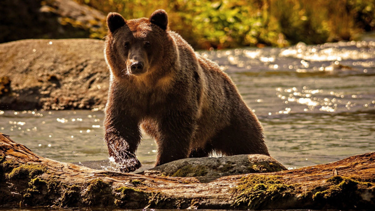 Турист у США, ризикнув життям заради селфі з ведмедем
