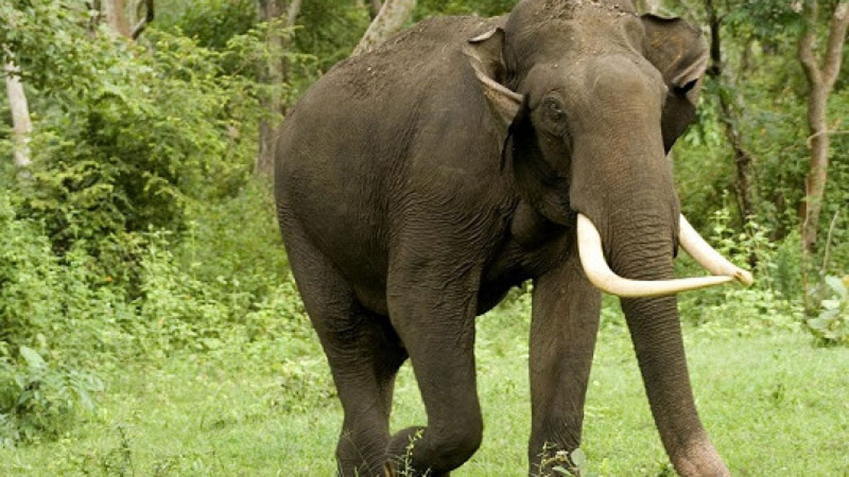 В Індії слон наїхав на туристів і змусив їх молитися