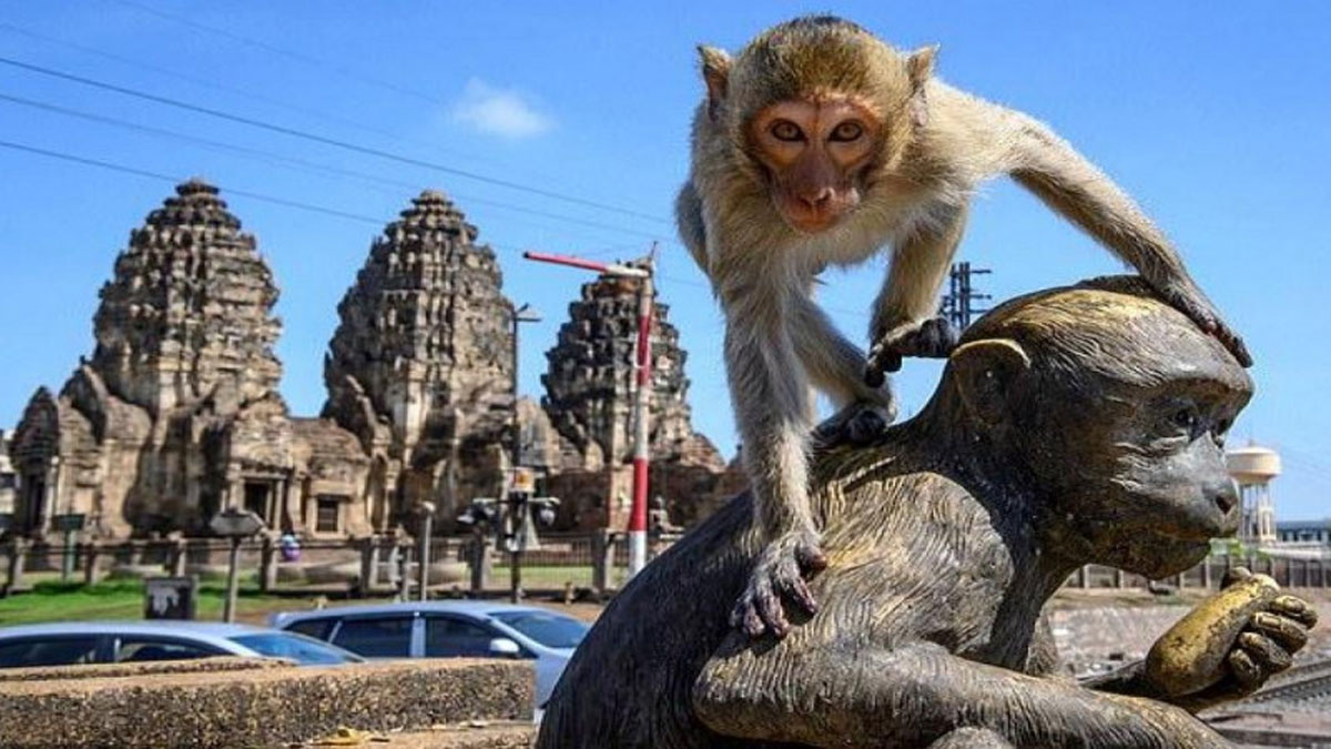 Турист із Австралії побився з розлюченими мавпами в Таїланді