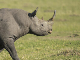 В Африці величезний носоріг атакував туристів під час сафарі
