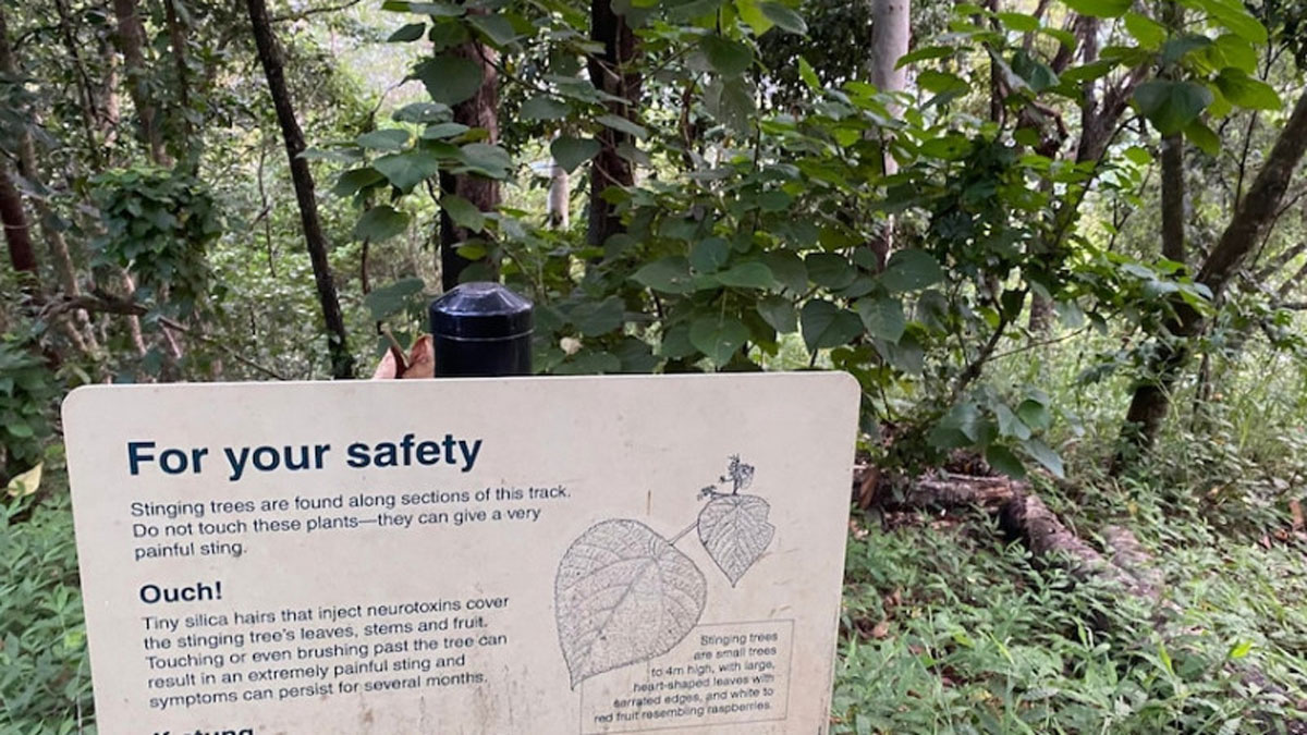 У Австралії туристка впала на найотруйніше дерево