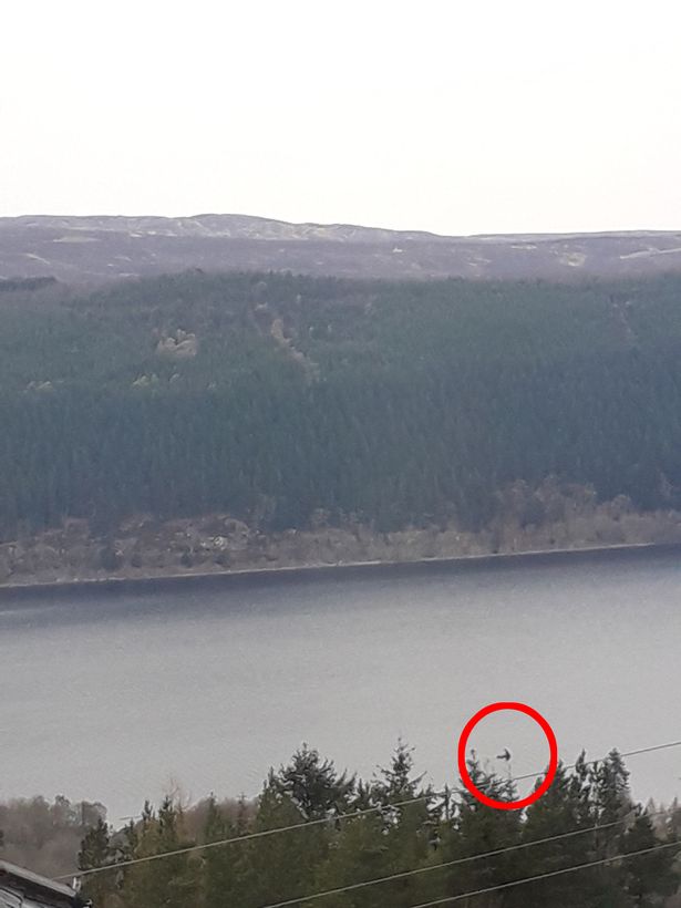 Tourist captures Loch Ness Monster of Scotland