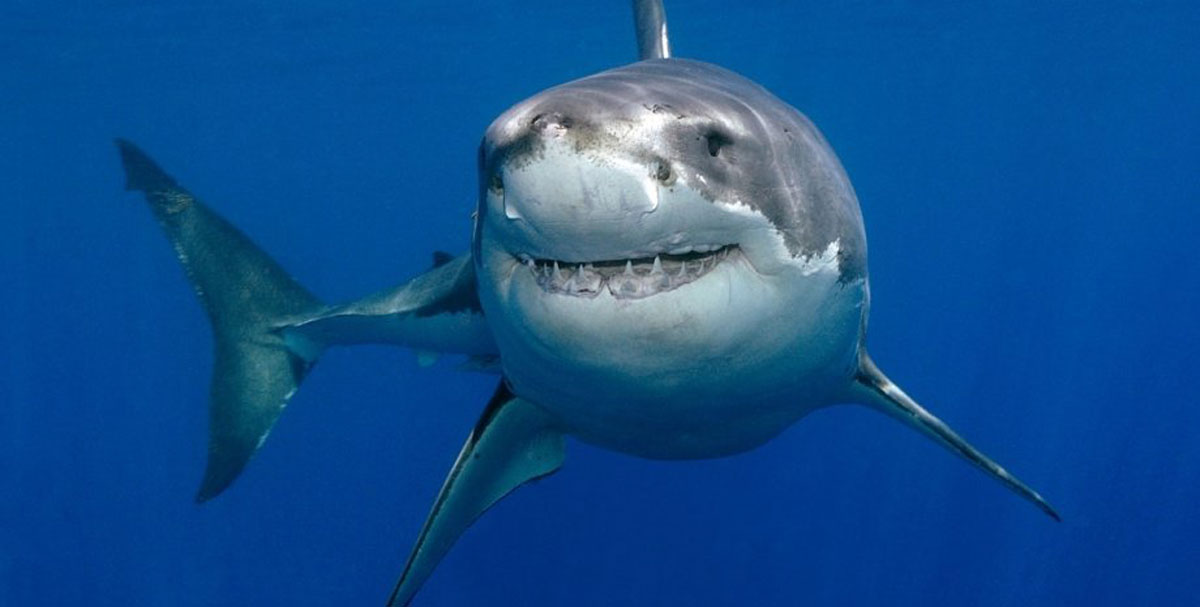 На Багамах туристів попередили про величезну білу акулу, яка тримає курс до пляжу