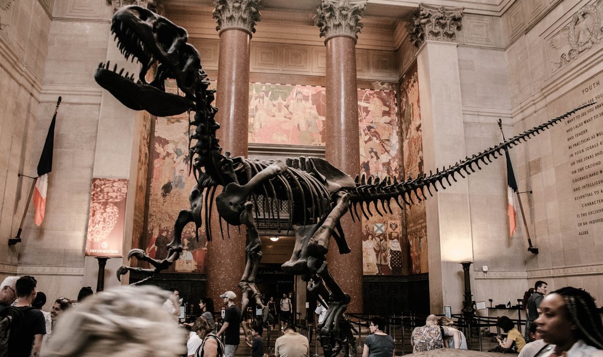 У Швейцарії з аукціону за 5,3 млн доларів продано скелет найвідомішого динозавра
