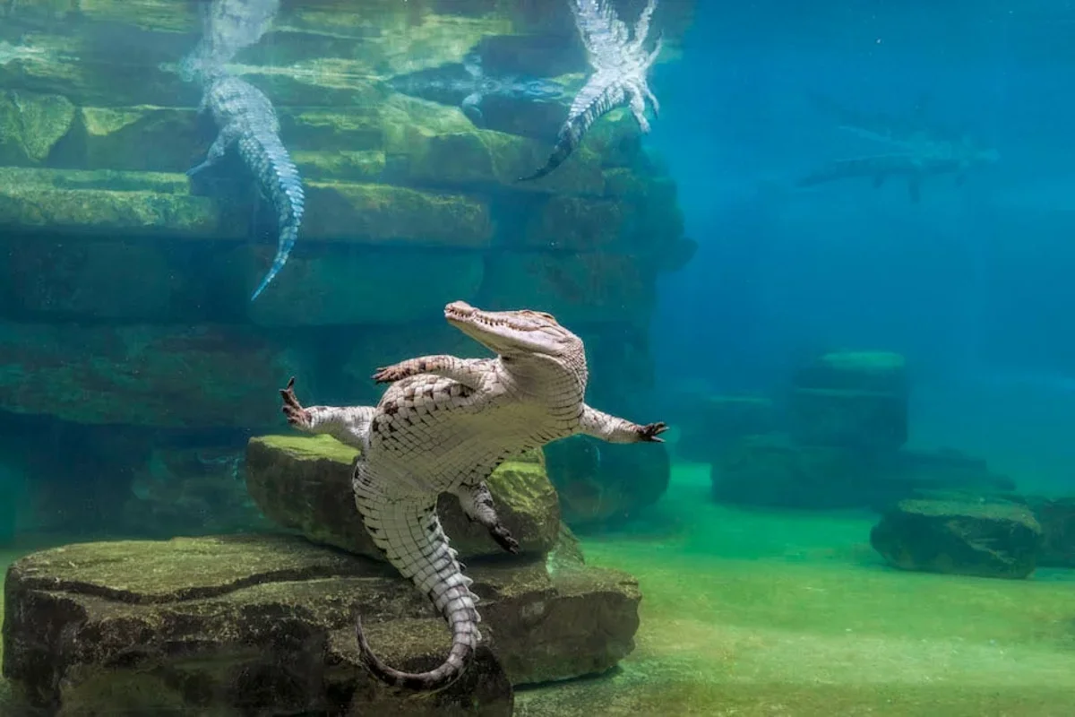 Крокодили, кам'яний млин та картинг: що нового відкрилося в ОАЕ для туристів