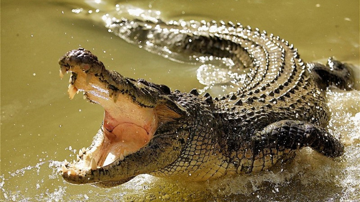 В Індії туристка врятувала чоловіка з пащі крокодила
