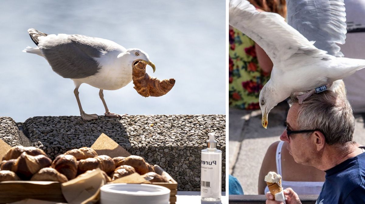Туристам повідомили дивну причину, чому у них на пляжі крадуть їжу чайки