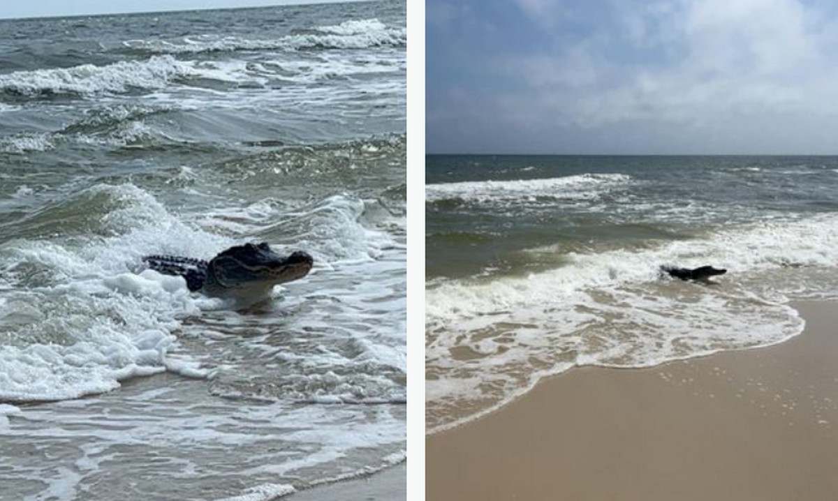 Величезний алігатор вийшов із моря на пляж, посіявши жах серед туристів