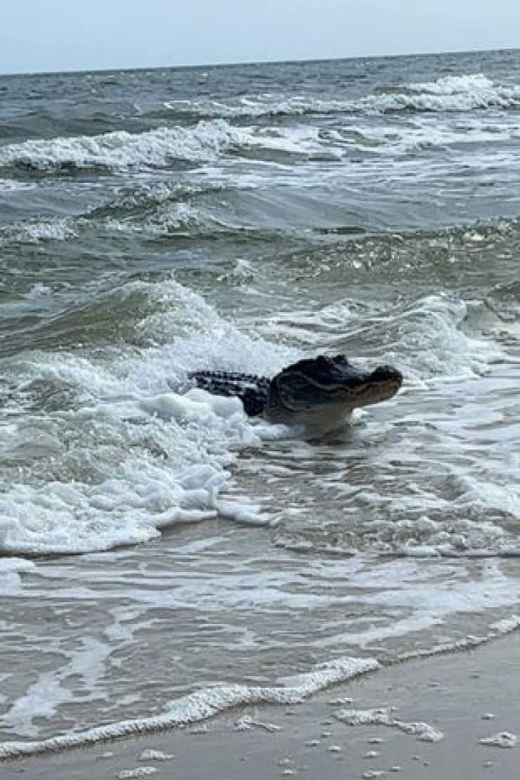 На пляже в США огромный крокодил напугал отдыхающих