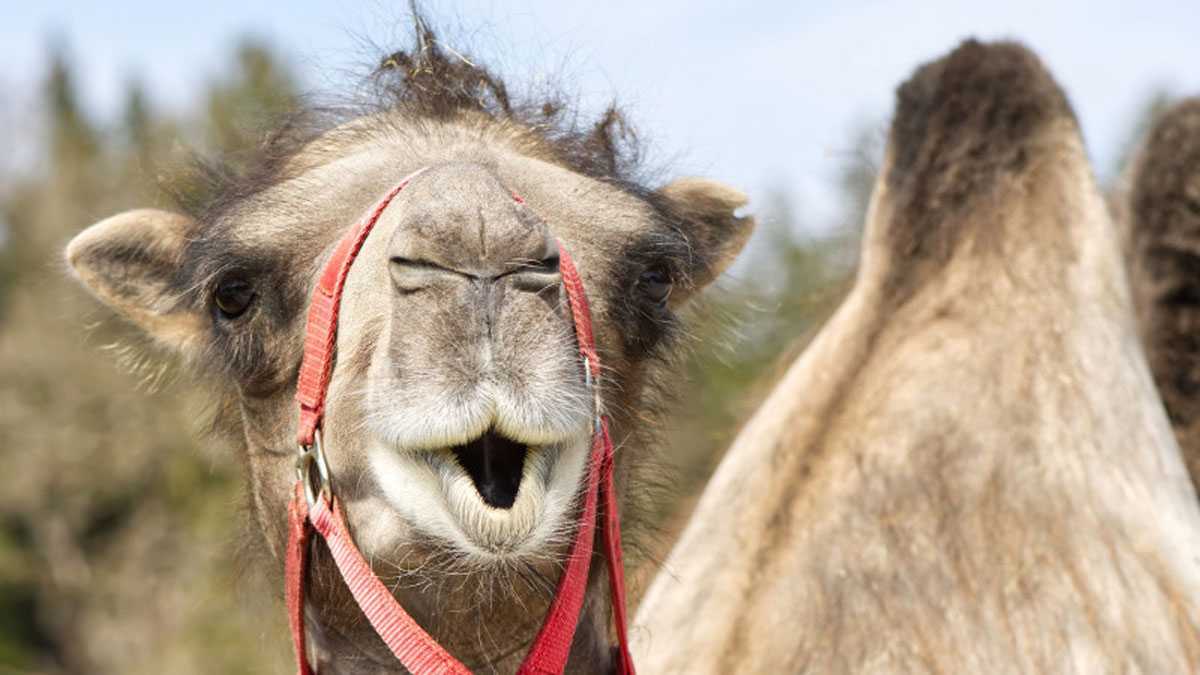 У Туреччині верблюд у зоопарку схопив дитину зубами: момент потрапив на відео