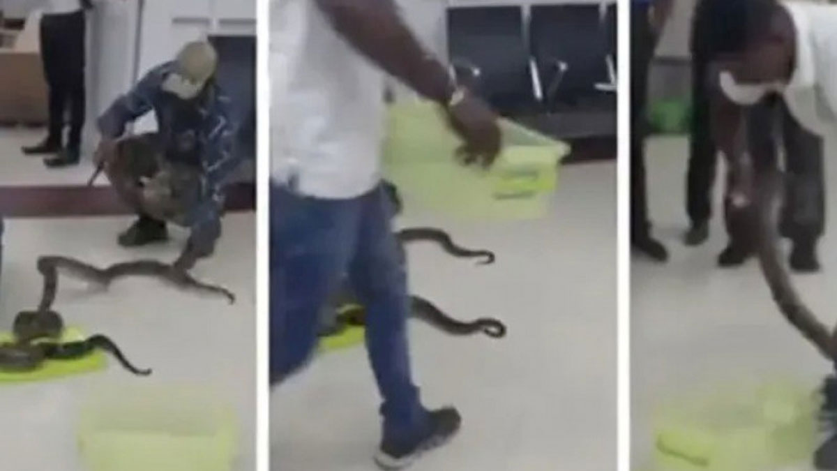 В Індії митники виявили 22 змії у багажі пасажира