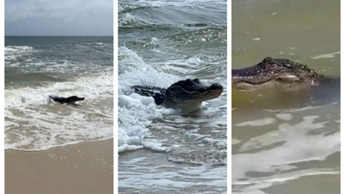 На пляжі в США величезний крокодил налякав відпочиваючих
