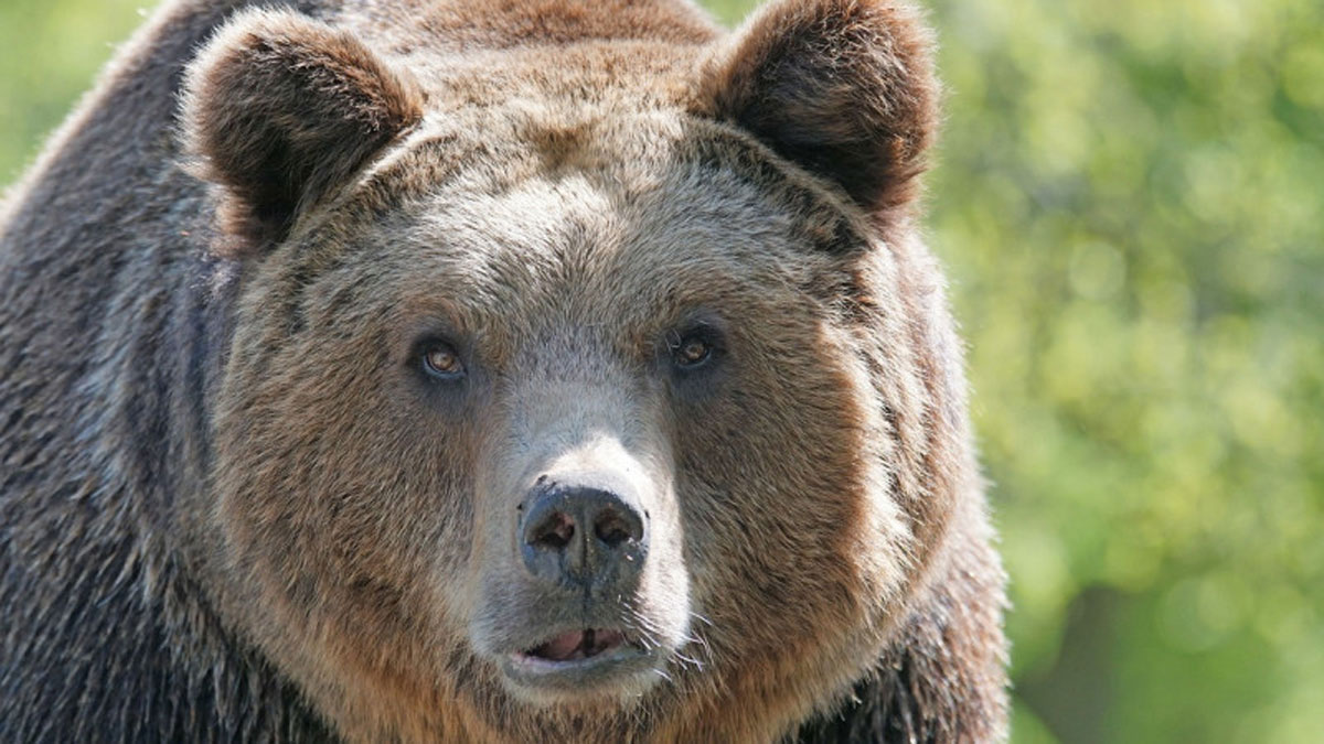 Суд Італії тимчасово скасував смертний вирок для ведмедя, який роздер людину