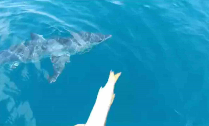 A large shark attacked a boat in Antalya (video)