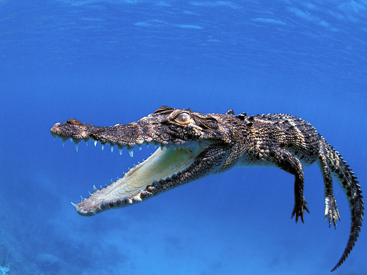 В Австралії на туристку під час купання напав морський крокодил