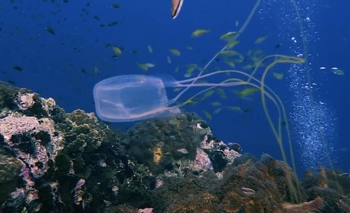 Туристка під час купання торкнулася коробчатої медузи і загинула