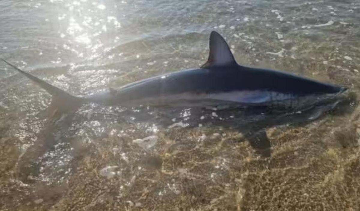 На популярний пляж Франції зайшла «аномальна» акула та сіла на мілину: туристам наказано не наближатися