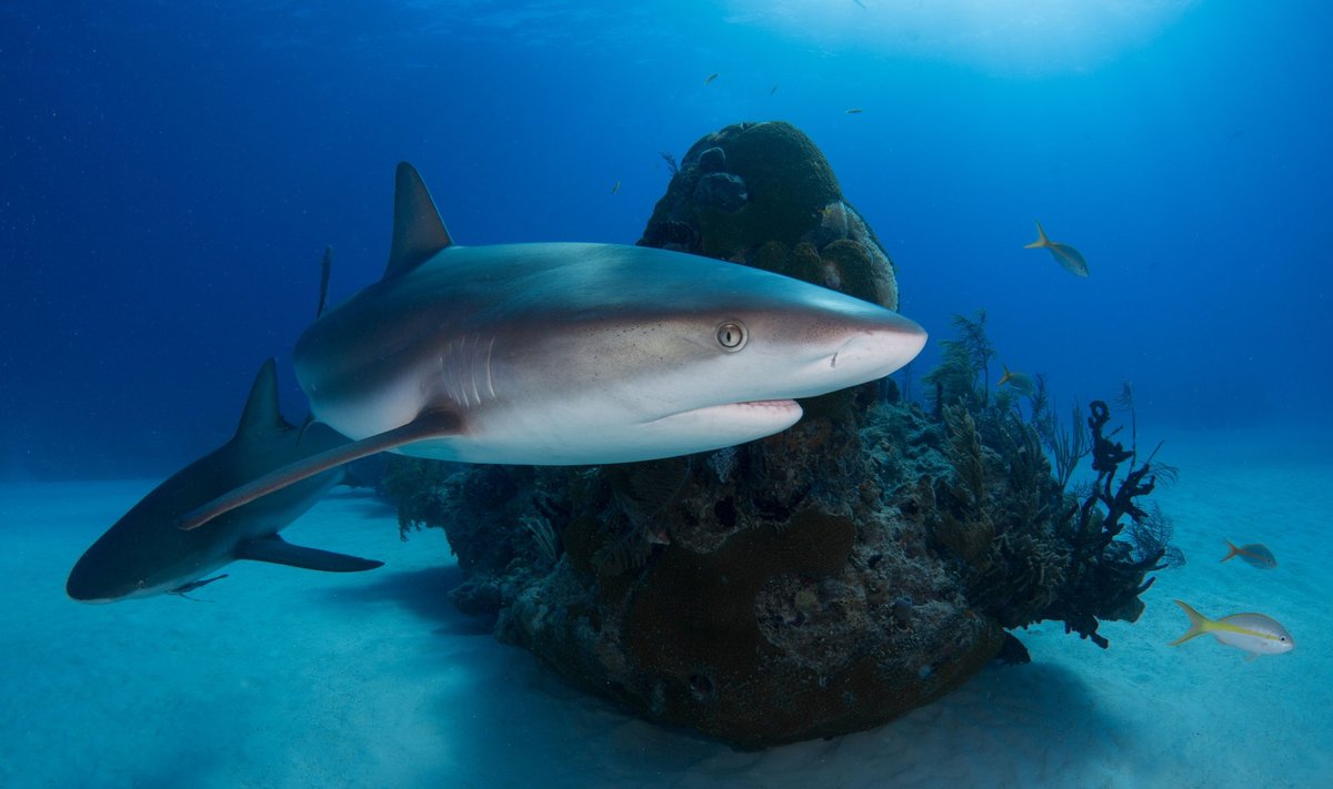 Влада Єгипту встановить супутникові датчики для стеження за акулами в туристичних зонах