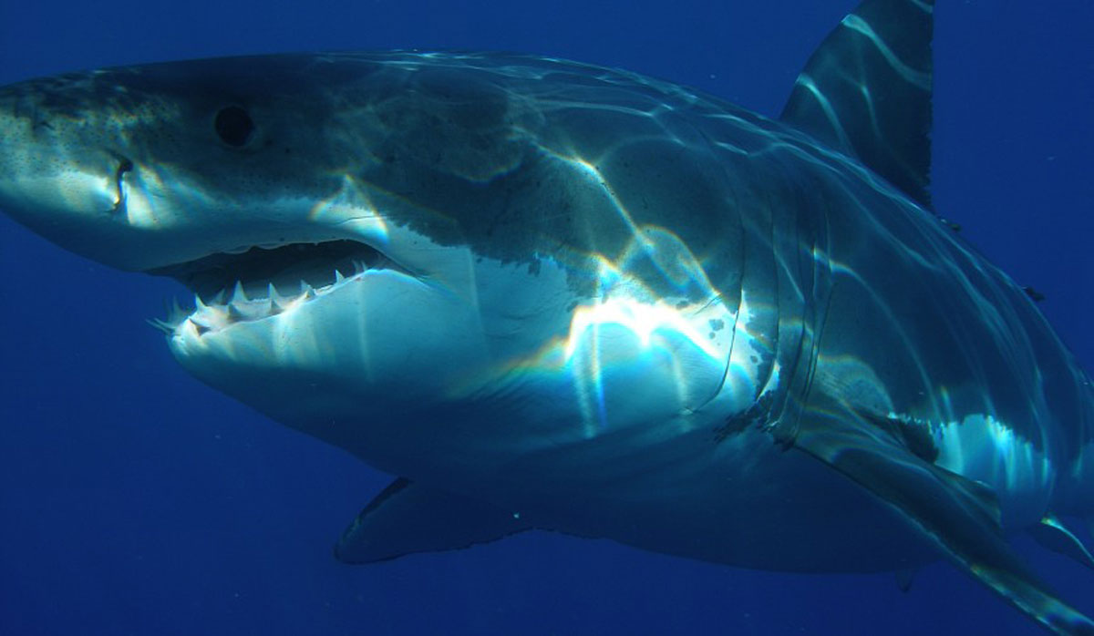Бити в ніс і дряпати очі: що робити, якщо напала акула