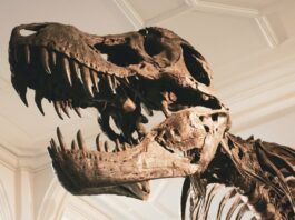 У Великій Британії на острові Уайт виявлено останки невідомого науці динозавра