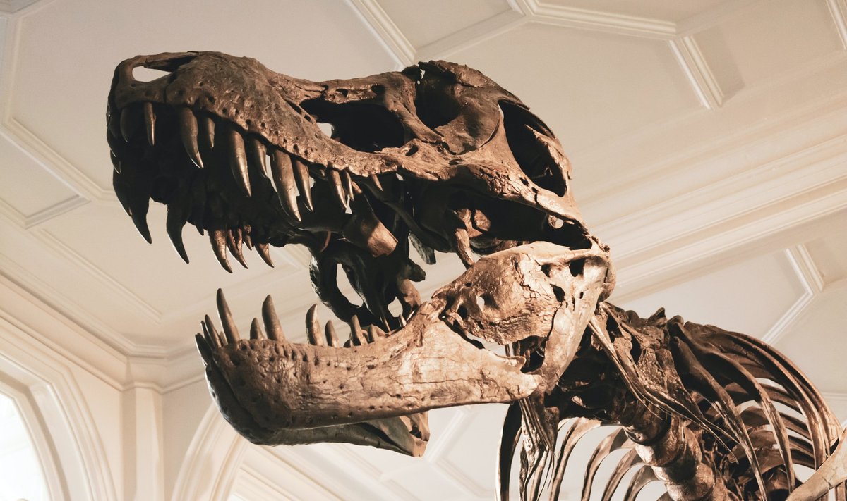 У Великій Британії на острові Уайт виявлено останки невідомого науці динозавра