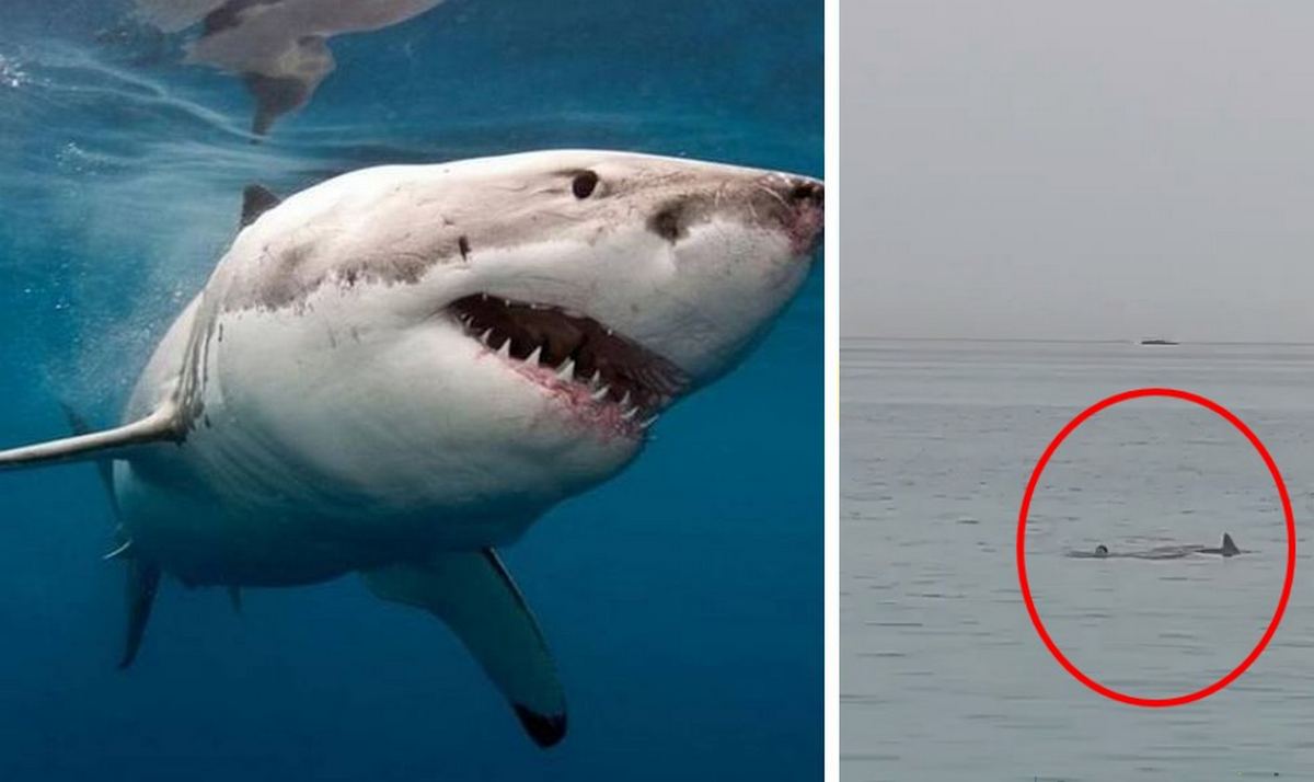 У єгипетській Хургаді акула живцем з'їла росіянина в морі (відео)