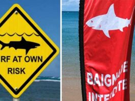 Коли нападають акули: названо найнебезпечніший період для туристів у Хургаді та Шарм-ель-Шейху