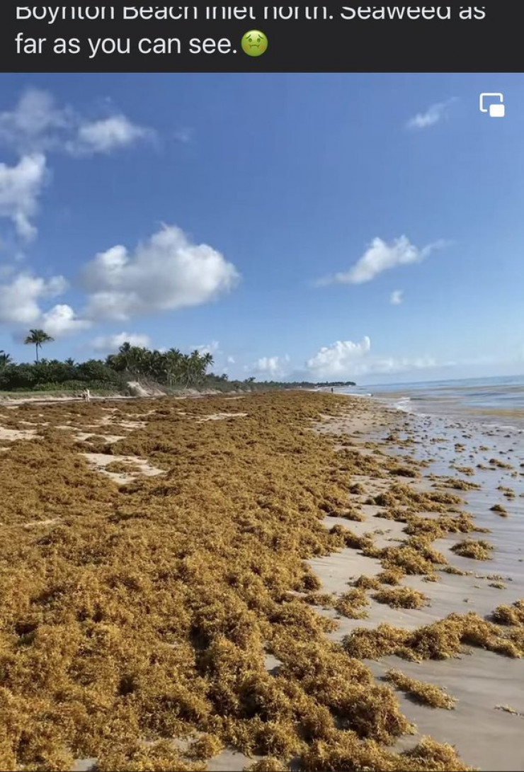 Deadly algae washed up on Florida beaches