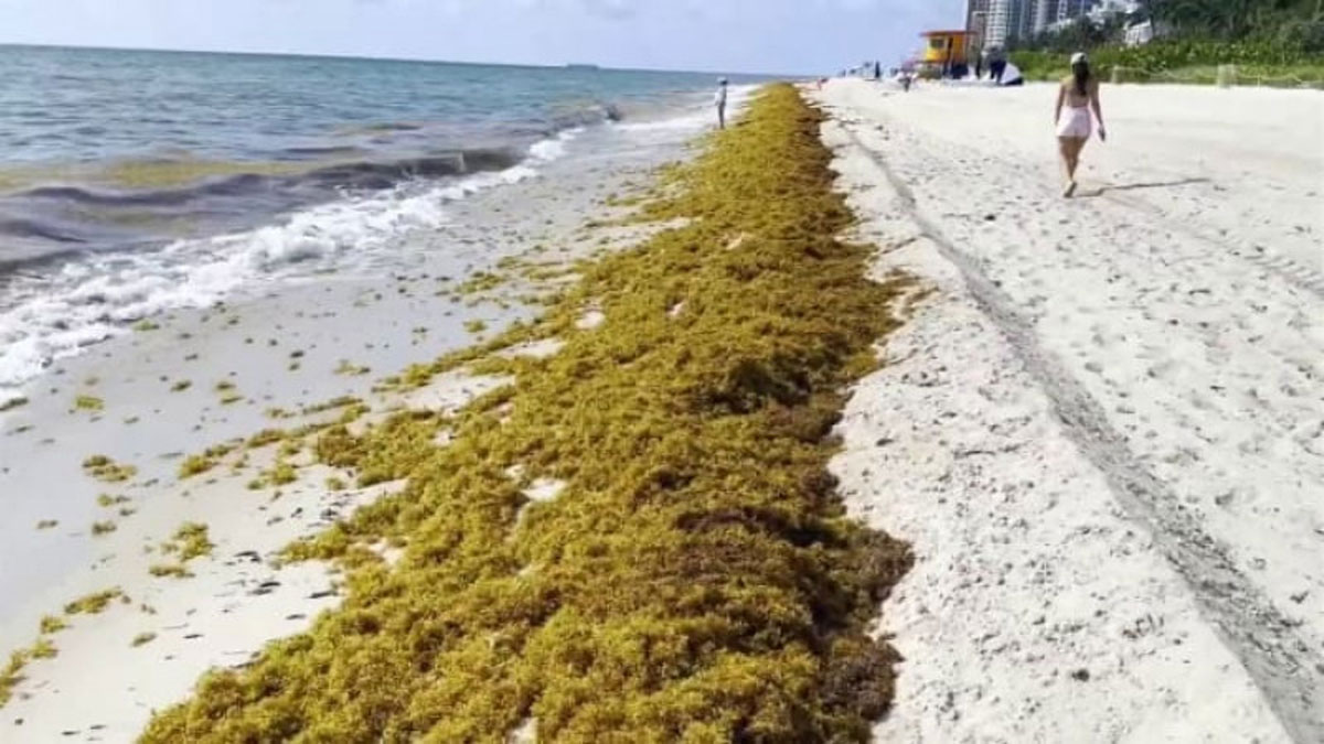 Смертельно небезпечні водорості викинули на пляжі Флориди
