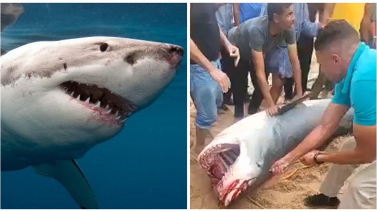 Як виглядає акула, яка з'їла хлопця в Єгипті