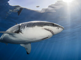Як часто акули нападають на відпочиваючих: 5 гучних випадків