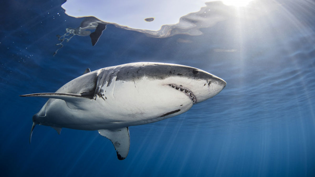 Як часто акули нападають на відпочиваючих: 5 гучних випадків