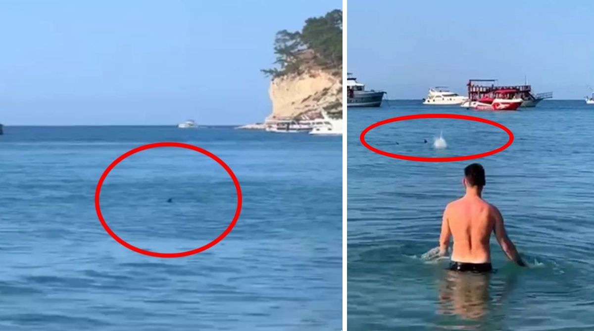 Туристи вилітали на берег і кидалися камінням: на пляжі Анталії сталася паніка через величезний плавець