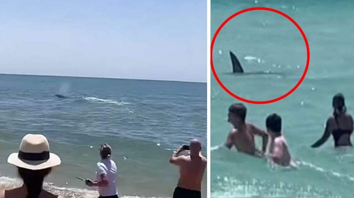 Знову акула: перелякані туристи рятувалися з моря, а поліція з них жартувала