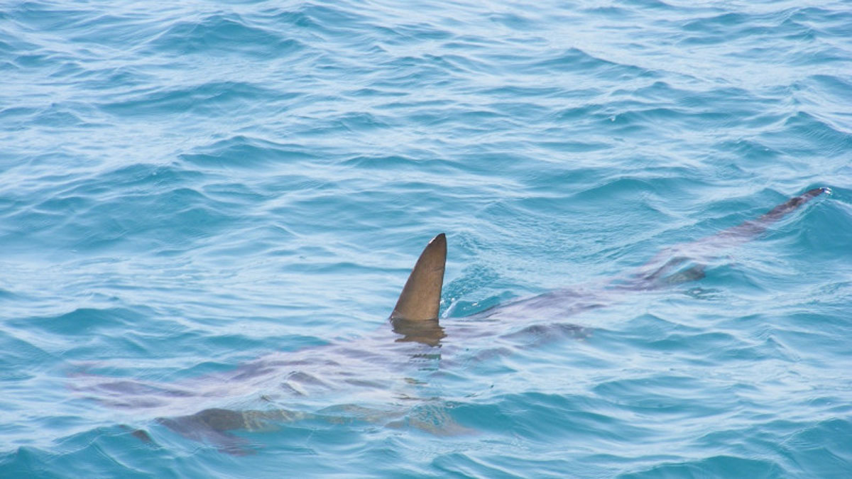 У США акула вчепилася рибалці в руку і потягла під воду