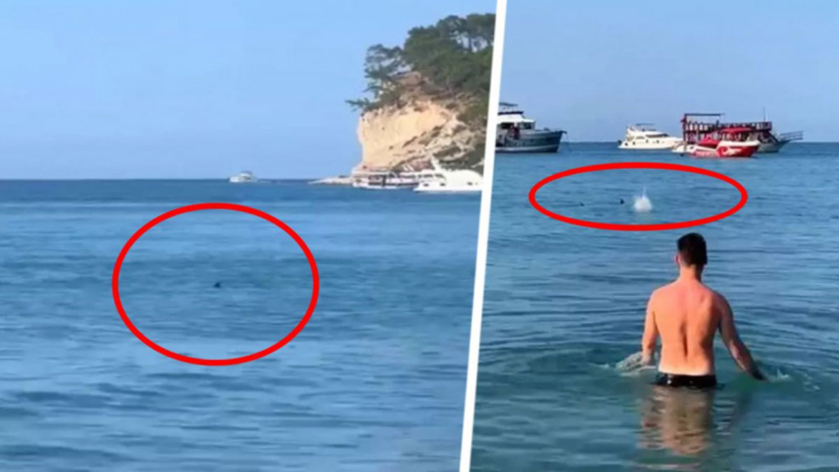Величезний плавець, що стрімко рухався до берега, налякав відвідувачів пляжу в Туреччині.