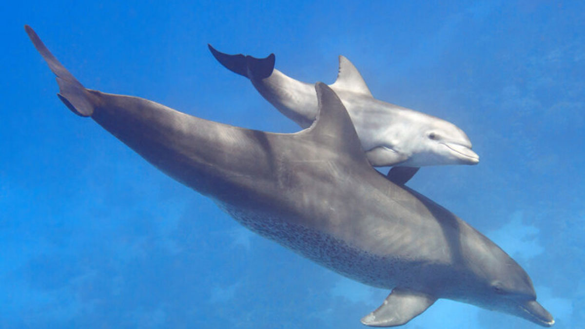 У Японії дельфіни напали на туриста та переламали йому ребра