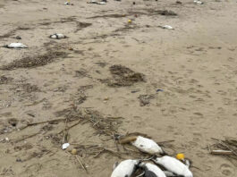 Близько двох тисяч мертвих пінгвінів викинуло на берег Уругваю
