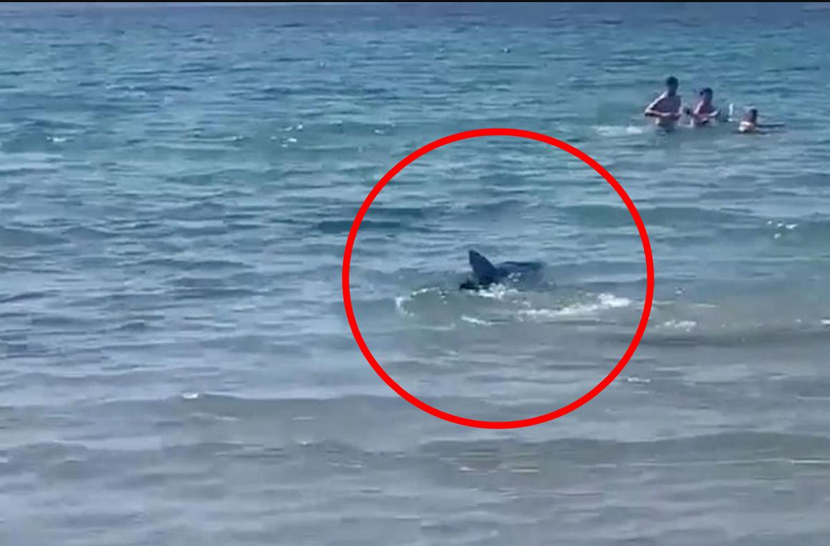 Акула підійшла прямо до переповненого пляжу, туристи з жахом вистрибували з води, а рятувальники кричали в мегафони
