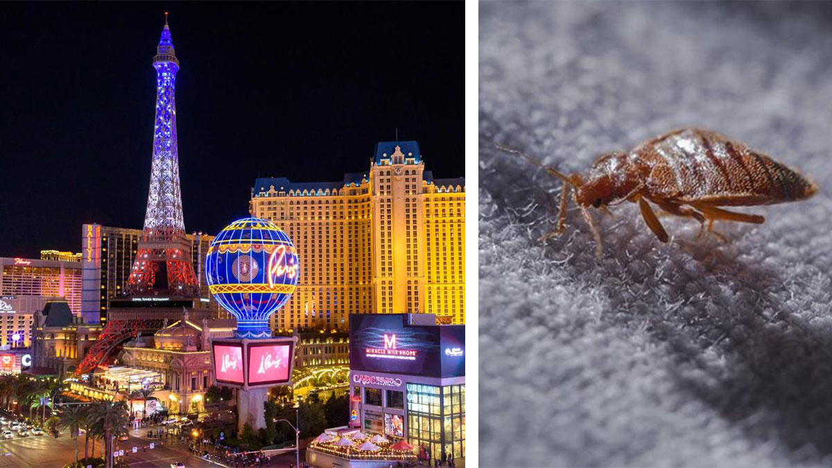 Постільні комахи почали захоплювати розкішні готелі Лас-Вегаса